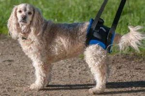 The Original Walkabout Back End Harness™ - Picture 1 of 15