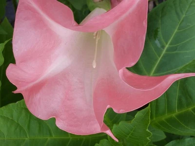 BUTTERFLY PINK Brugmansia Angel Trumpet Tropical Plant Peach Pink Fragrant Bloom - Image 1 of 4