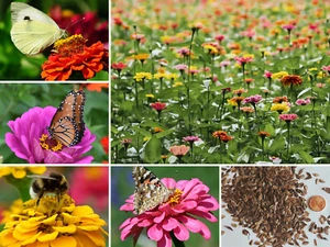 Zinnie LILIPUT Mischung 1200 SAMEN 🌸 Zinnia elegans Zinnien SOMMENBLUMENWIESE - Bild 1 von 7