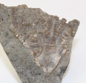 Crinoide, Cupulocrinus jewetti, Ordovizium, Brechin, Ontario, Kanada -x333 - Picture 1 of 4
