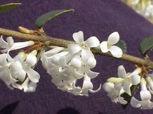 Osmanthus delavayi ( Delavay Teaolive) x 1 plant. Highly scented! - Picture 1 of 5