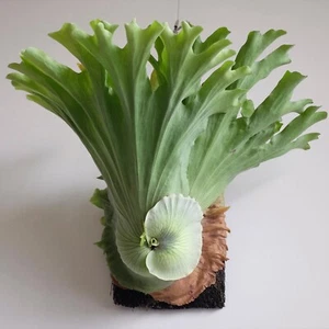 Platycerium Grande buy 5 free 1 + Phytosanitary Cert - Picture 1 of 3