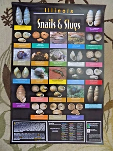 POSTER - ILLINOIS SNAILS AND SLUGS - Imagen 1 de 6