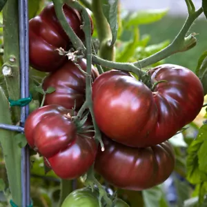 15 Heirloom Black Russian Tomato Seeds - Heirloom - Picture 1 of 8