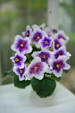 Ukr African Violet "Dn-New Dimension 151" - Plant in Bloom! Standard