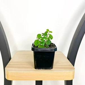Ficus Pumila Variegated Creeping Fig - Picture 1 of 7