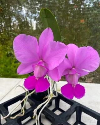 Cattleya walkeriana Gabe’s Pick X Couto Fragrant Species Orchid Eros 4” Pot - Image 1 of 4