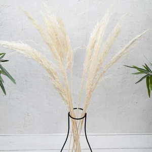10 steli/mazzo erba pampa soffice panna alta decorazione naturale casa boho 75 cm - Foto 1 di 2