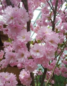 Cherry Tree Cold Climate Trees For Sale Ebay