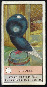 OGDENS - FOWLS, PIGEONS & DOGS - #6 JACOBIN - Picture 1 of 2