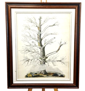 STAMPA ANTICA , '' FAMILLE DES DERMATOSES ''ALBERO GENEALOGICO - Imagen 1 de 4
