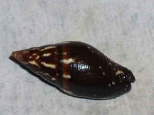 STRIGATELLA SCUTULATA SPECIAL BLACK - Picture 1 of 2