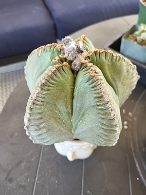 Planta madura suculentas de cactus Kikko Astrophytum Myriostigma Foto 1 de 4