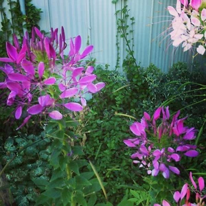 SEED- Grandfather's Whisker's or Spider Plant- Cleome - Attractive, Unique Bloom - Bild 1 von 7