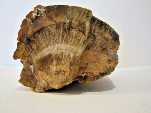 6 pounds 6 ounces Petrified Wood - Picture 1 of 5