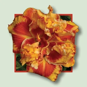 UPBEAT Daylilies 3 fans Return and multiply yearly World's Finest - Picture 1 of 1