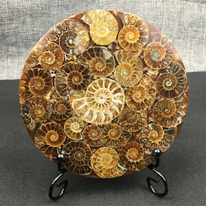 Natural Ammonite Disc Fossil Conch Specimen Healing +Stand 1PC 