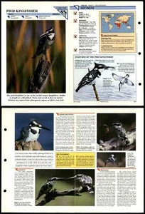 Pied Kingfisher #240 Birds Wildlife Fact File Fold-Out Card - Picture 1 of 1
