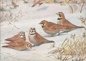 Original 1927 Antique Color Bird Print - HORNED LARK - Louis Agassiz Fuertes - Picture 1 of 1