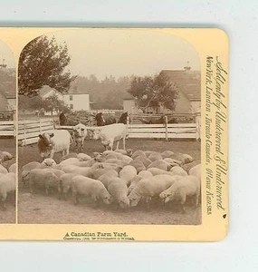 B1390 Strohmeyer & Wyman A Canadian Farm Yard D - Foto 1 di 2