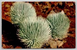 Maui HAWAII Silversword Haleakala Nationalpark Vintage Nani Li'i 1951 Postkarte - Bild 1 von 2