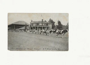 Vintage Black & White Postcard Parade of Prized Cattle New York State Fair - Picture 1 of 2