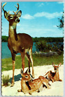 Postcard Buck and Two Fawns Deer on Sand Beach Lake