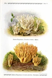 1913 GRAMBERG CHROMOLITHO Mushrooms: white coral fungus, green-staining coral - Picture 1 of 3