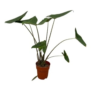 Zebrapflanze (Alocasia Zebrina) - atemberaubende Zimmerpflanze - 80 cm - Ø19cm - Bild 1 von 1