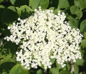 3 Elder Flower Hedge Plants 2-3ft,Make Elderberry Wine & Elderflower Lemonade - Picture 1 of 3