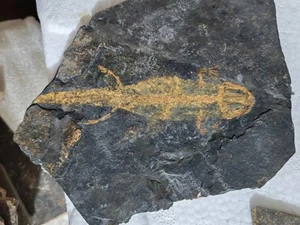 Einzigartiger und authentischer alter fossiler Fisch wie Stein T01 - Bild 1 von 6