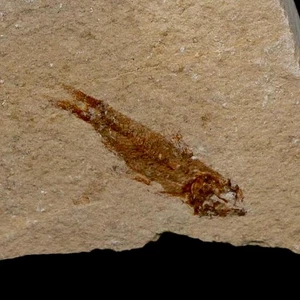 0.9" Hemisaurida Fossil Fish Plate Cretaceous Dinosaur Age Hakel Lebanon - Picture 1 of 6