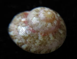 seashell Ethalia pulchella SELDOM OFFERED 7mm Gem - Picture 1 of 3