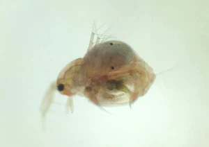 Moina Macrocopa- Lebendfutter selbst Züchten - Urzeitkrebse - Triops - pure Eier - Bild 1 von 8