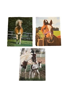 Lot of 3 School 2 Pocket Folders; Punched for 3 Ring Binder; Horse & Pony Design - Picture 1 of 3