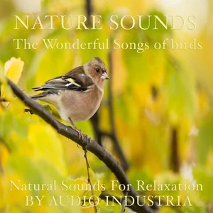 NATURAL SOUNDS BIRD SONG CD RELAXATION STRESS RELIEF CALM HEALING NATURE - Picture 1 of 1
