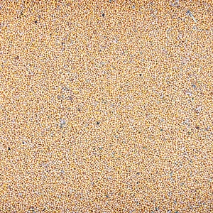 Gelbsenf 5 kg ganze Körner weißer Senf ganz Bienenfreundlicher Gründünger gelb - Bild 1 von 7