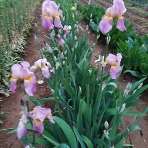 3 Iris germanica pianta rosa aff magnifica perenne per creare aiuole piazzuole - Foto 1 di 4