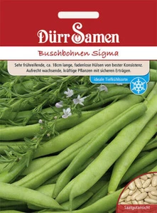 Buschbohnen Sigma Samen von Dürr Samen Bohnensamen ca 200 Korn - Bild 1 von 1