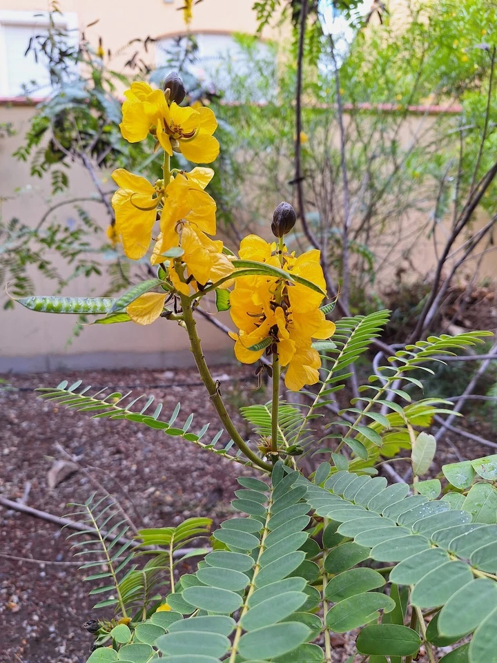 African Senna - Popcorn Senna - Peanut Butter cassia 5+ seeds - Graines E 340 - Image 1 of 1