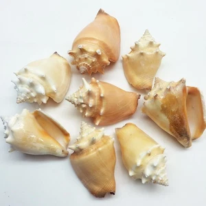 Caracola de lucha 8 piezas conchas marinas, 2 pulgadas ~ 3 pulgadas - Imagen 1 de 3