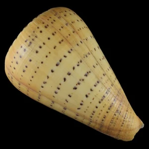 CONUS BETULINUS (Samar, Philippinen) 113,8 mm #44535 - Bild 1 von 4