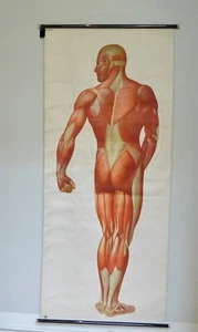 Großes Rollbild Muskulatur des Menschen Mensch Hygiene Museum Dresden Vintage - Bild 1 von 10