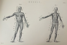 Antique Print Muscle Engraving C1870 Human Body Muscles Of Man Biology Medicine
