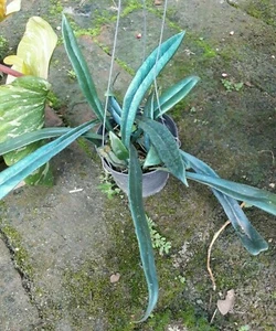 Microsorum thailandicum planta azul helecho planta tropical + certificado PHYTO - Imagen 1 de 2