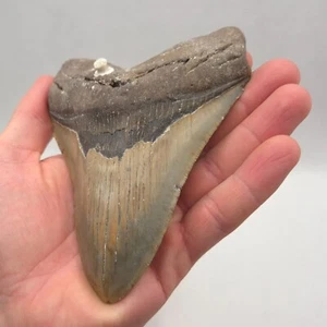 Großer und schöner Megalodon Haizahn 13,9 cm Kantenlänge - Bild 1 von 8