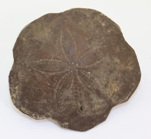 Seeigel, Monophoraster darwini, Tertiär, Miozän, Peninsula Valdes, ARG-k167 - Bild 1 von 5