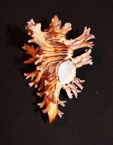 'Rose branched Murex' seashell (D) - Picture 1 of 2