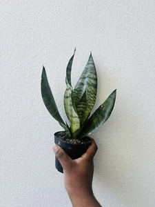 Live SNAKE PLANT Sansevieria Snow White in 4 inch Pot | LIVE House plant - Picture 1 of 1