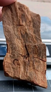Madera Petrificada Corteza Ondulada Nudo Único Espécimen Huracán Utah 4"x2 1/4"x7/8" - Imagen 1 de 15